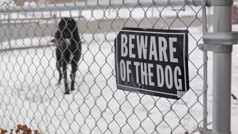 Snowing-on-first-day-of-spring-as-camera-focuses-on-Beware-Of-The-Dog-sign-on-chain-link-fence-with-black-lab-dane-labradane-dog-fetching-ball-from-white-hand-and-snow-on-ground---in-Cinema-4k-60-fps