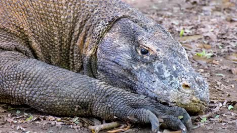 Close-up-of-large-komodo-dragon-with-big-sharp-claws-and-armoured-scaly-skin-in-natural-wild-habitat-on-Komodo-Island