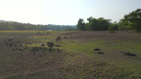 buffalo-eating-grass-drone-moving-closer-to-buffalo-beside-the-river-wide-view-in-Malvan-in-summer-may-dry-land