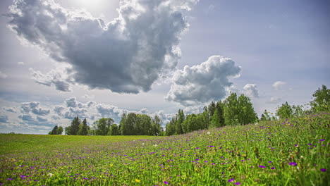 Nubes-De-Lluvia-Pasajeras-Se-Forman-Sobre-Un-Hermoso-Prado-De-Flores