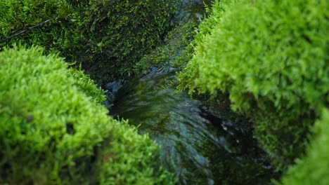 Small-water-creek-stream-flowing-between-lush-green-mossy-rocks,-close-up
