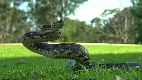 Dangerous-snake-on-the-verge-of-attacking-at-an-outdoor-field,-low-angle-close-up