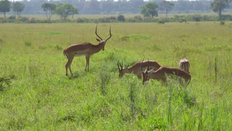 Gazelles-with-big-horns-eating-grass-on-African-safari