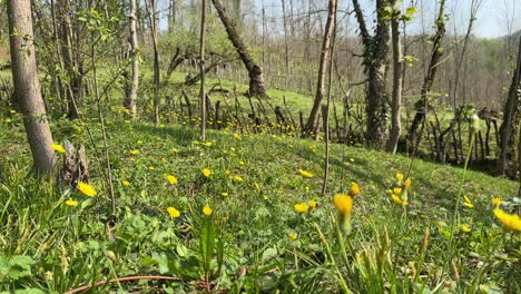 fresh-scene-of-green-grass-wooden-fence-wood-stick-in-garden-in-wild-woods-of-the-forest-park-in-northern-highlands-Alborz-Zagros-nomad-mountain-livestock-yellow-stone-flower-grass-field-for-grazing