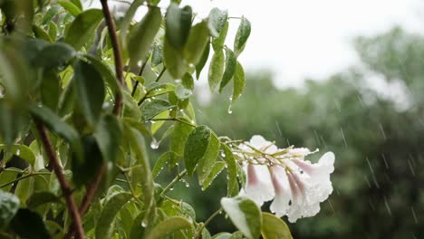 Leaves-vines-and-flowers-in-the-rain