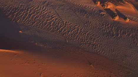 Vista-Aérea-Inclinada-Sobre-Gemsbok-Caminando-Sobre-El-Desierto-Rojo-En-Namibia---Oryx-Gazella