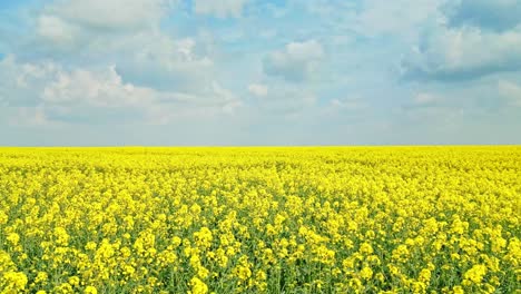 Ruhige-Luftaufnahme-Einer-Ruhigen-Gelben-Rapsernte-Auf-Einem-Bauernfeld-In-Lincolnshire