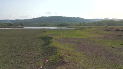 buffalo-eating-grass-drone-moving-closer-to-buffalo-beside-the-dry-river-wide-view-in-Malvan-in-summer-may-dry-land