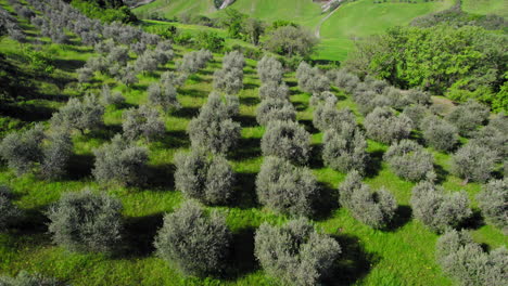 Aerial-pull-out-of-olive-tree-plantation-by-town-of-Pienza-in-Tuscany