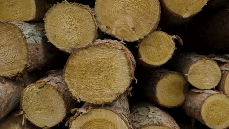 Close-up-right-slider-view-of-log-piles-with-unique-textures,-Poland