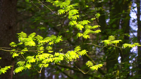Kleiner-Zweig-Mit-Sonnenbeschienenen-Blättern-Vor-Einer-Waldkulisse