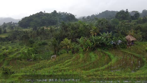 Terrazas-De-Cultivos-De-Una-Granja-De-Aldeanos-De-Estilo-Balinés-En-Medio-De-Palmeras-Y-Paisajes-De-Colinas-Brumosas-Verdes-Tropicales-En-Sideman,-Isla-De-Bali,-Indonesia