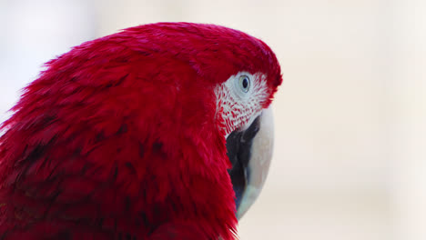 Beautiful-Green-winged-macaw,-Scarlet-Macaw.-Close-up-head-shot