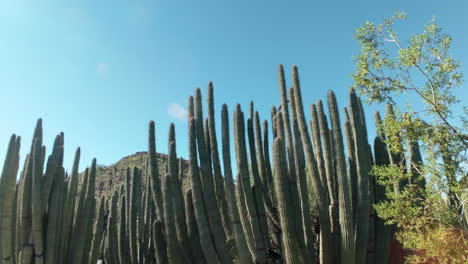 Paisaje-Botánico-Del-Desierto-Con-Cactus-De-Tubo-De-órgano:-Fondo:-Estático