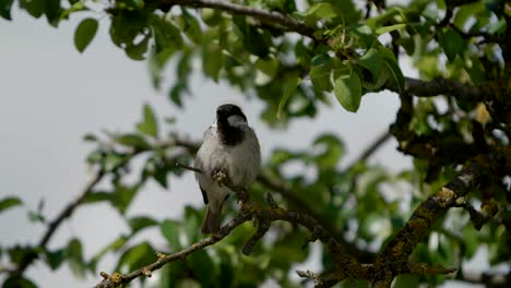 Sparrow-portrait,-wild-bird-on-tree-branches