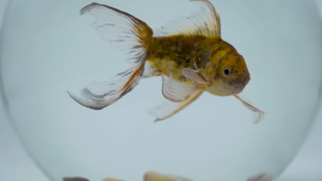 Goldfish-in-a-fishbowl-close-up-slow-motion