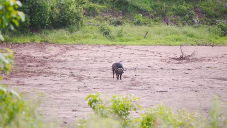Solitary-African-buffalo-bull-standing-still-on-muddy-savannah-plain
