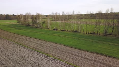 Drohne-Fliegt-über-Landwirtschaftliche-Flächen,-Roggen,-Getreideproduktion,-Lebensmittelkrisenkonzepte