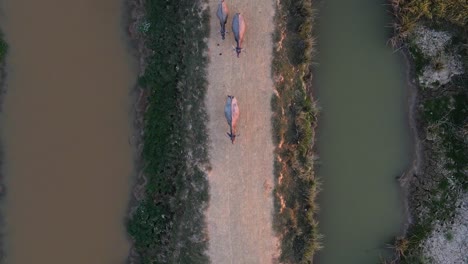 Cinematic-top-down-aerial-view-of-herd-of-Buffalos-walking-on-rural-path,-sunset