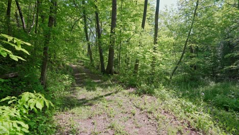 A-sunny-clearing-along-a-dirt-path-in-an-Ontario-forest