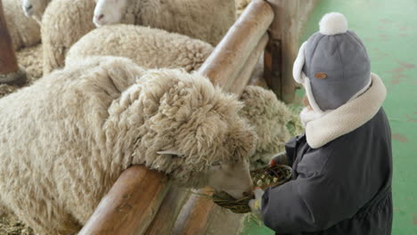 Aufgeregt-Fröhliches-Vorschulmädchen-Füttert-An-Einem-Wintertag-Schafe-Auf-Einem-Bauernhof-In-Südkorea