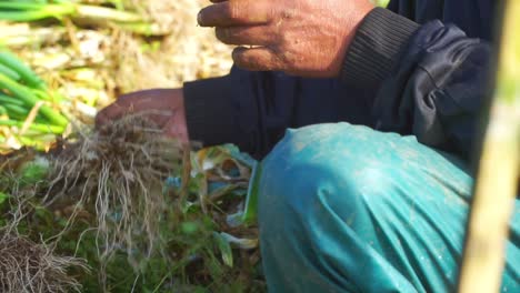 Asian-man-sitting-in-field-picking-and-cleaning-scallion-in-Indonesia,-close-up