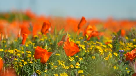 Close-up-of-poppies-and-other-wildflowers-growing-in-a-field---rack-focus
