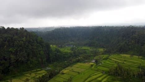 Aerial-Panning-shot:-Green-padi-Fields-and-rice-terraces-in-a-valley-surrounded-by-Balinese-tropical-rainforest-jungles-in-a-foggy-morning,-Bali-Indonesia