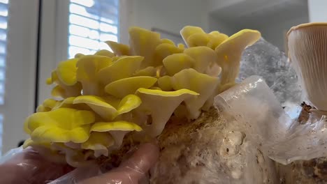 Hand-Harvesting-Golden-Oyster-Mushrooms;-Vibrant-Yellow