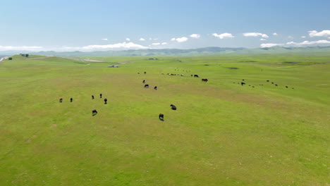 Fast-aerial-flight-over-cows-grazing-in-a-green-pasture