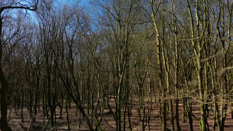 Kahle-Bäume-Im-Wald-Des-Nationalparks-Hoge-Veluwe-In-Den-Niederlanden