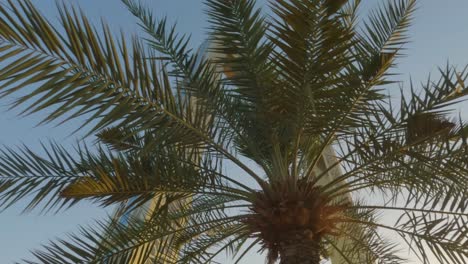 Fangen-Sie-Den-Herrlichen-Dubai-Rahmen-In-Einer-Heldenaufnahme-Ein,-Umrahmt-Von-Wunderschönen-Dattelbäumen