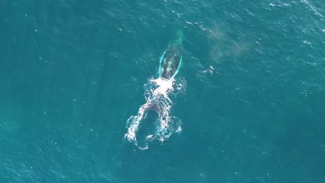Drone-aerial-bird's-eye-shot-of-humpback-whale-spraying-water-sea-ocean-life-marine-mammal-Pacific-Ocean-Norah-Head-Central-Coast-NSW-Australia-4K