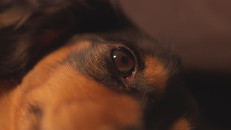 Extreme-Nahaufnahme-Des-Dackel-Wursthund-Auges
