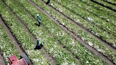 Workers-picking-up-Melons-with-a-red-Tractor-filmed-with-a-Drone,-Guadeloupe