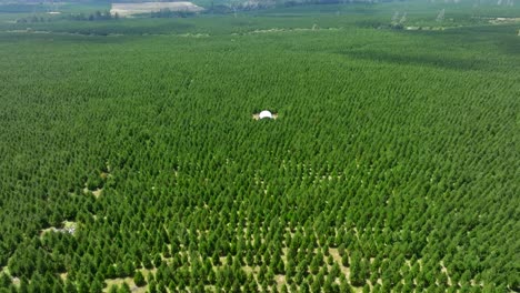 Aerial-drone-shot-of-a-white-barn-in-a-green-pine-tree-forest-in-New-Zealand