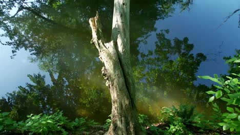 Idyllischer,-Ruhiger-Blick-Auf-Bäume-Ohne-Äste-Und-Wasserspiegelnde-Bäume-Und-Blauer-Himmel,-Blick-Auf-Den-Sumpfwald