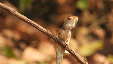Lizard-waiting-for-pry-sky-background-