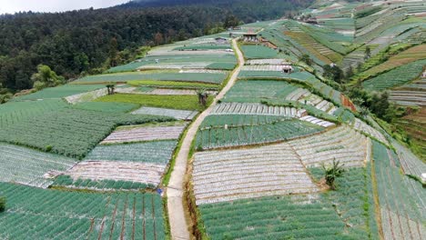 Crop-plantation-on-hilly-terrain-of-Indonesia,-aerial-drone-view