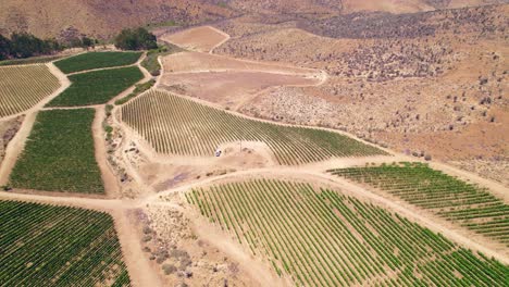 Bird's-eye-view-of-a-vineyard-in-a-desertic-site-with-scarce-water,-planted-on-calcareous-soil-in-Fray-Jorge,-Limarí-Valley