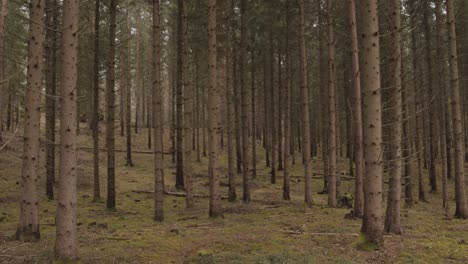 Kiefernstämme-Im-Wald