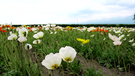 Genießen-Sie-Die-Schönheit-Von-Hokkaidos-Furano-Mit-Dieser-Atemberaubenden-Nahaufnahme-Von-Weißen-Blumen-Und-Grünem-Gras,-Die-Sich-Im-Wind-Unter-Einem-Blauen-Himmel-Mit-Weißen-Wolken-Wiegen