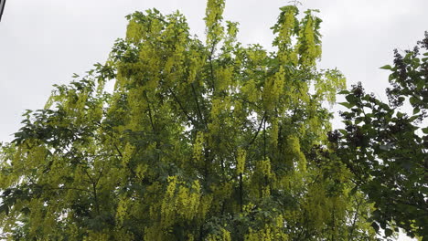 Gelbe-Blüten-Der-Goldenen-Kette-Oder-Des-Goldenen-Regenbaums,-Die-Sich-In-Einer-Sanften-Brise-Wiegen