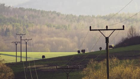 Long-telephoto-shot-of-cows-grazing-in-mountain-meadows-on-a-sunny-spring-day,-with-a-line-of-electricity-poles