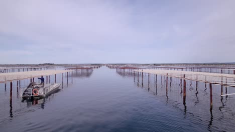 The-oyster-farm-extends-across-the-water,-consisting-of-floating-structures-and-submerged-nets-where-oysters-thrive-and-grow,-creating-a-bustling-hub-of-aquaculture-activity