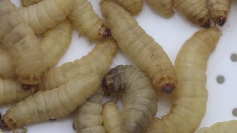 Closeup-of-Waxworms-or-Waxgrubs,-the-larvae-of-the-Wax-Moth