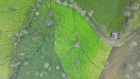 Top-down-view-of-beautiful-green-tea-plantation