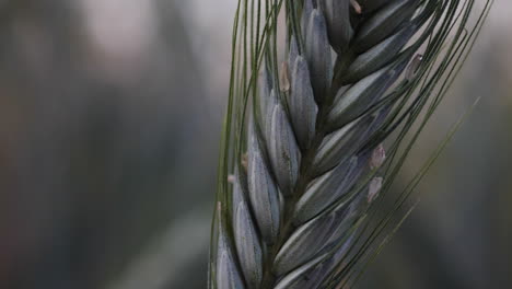 Close-up-of-wheat-plant,-soft-focus-of-wheat-field,-violet-color-palette,-nice-looking-farming-plants-concept