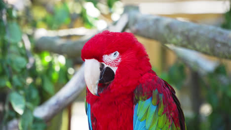Beautiful-Green-winged-macaw,-Scarlet-Macaw.-Close-up-head-shot