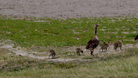 Greylag-Goose-family-with-babies-walking-on-meadow
